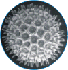 Allergy Details Allergy Information